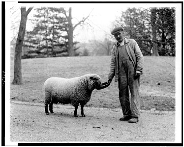 Man with a White House sheep LCCN92511293 photo