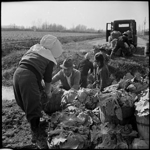 Jerome Relocation Center, Dermott, Arkansas. Loading cabbages which have been harvested during the . . . - NARA - 539505 photo
