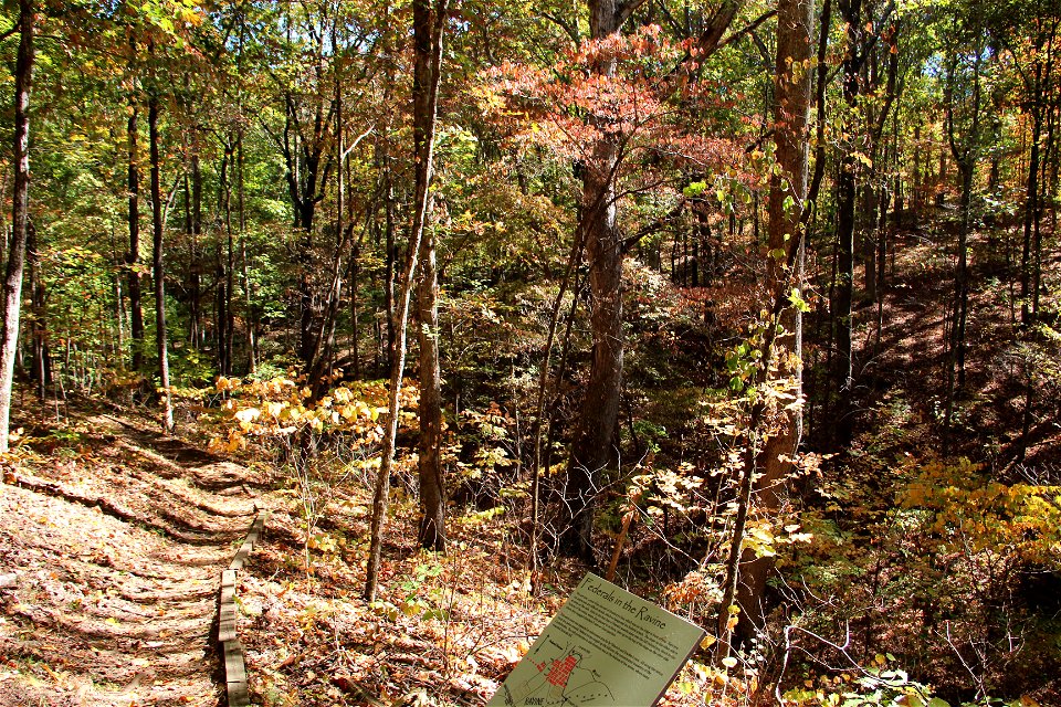 Pickett's Mill Ravine, October 2016