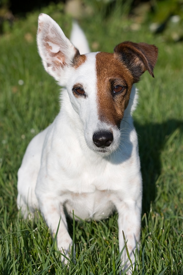 Dog miniature smooth