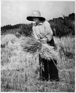 Harmony Community, Putnam County, Georgia.... The grain in this small field was cradled by hand. Her . . . - NARA - 521325 photo