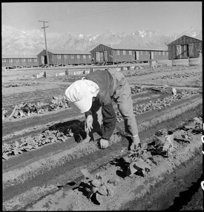 Manzanar Relocation Center, Manzanar, California. Evacuee in her hobby garden which rates highest . . . - NARA - 537984