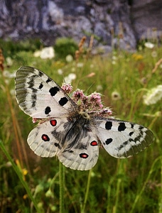 Rarely nature apollofalter