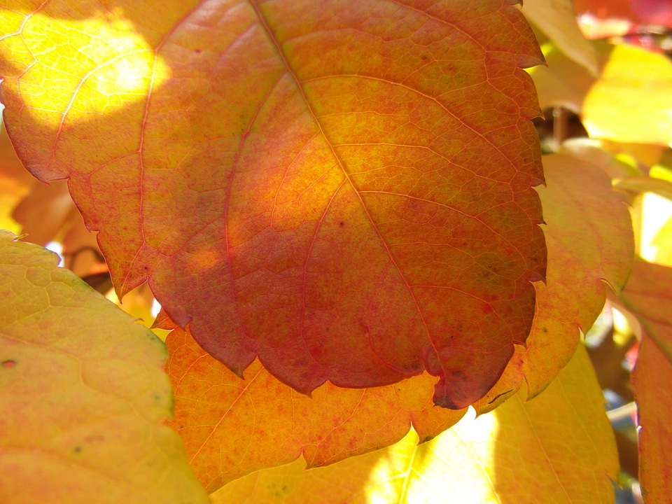 Orange bright translucent