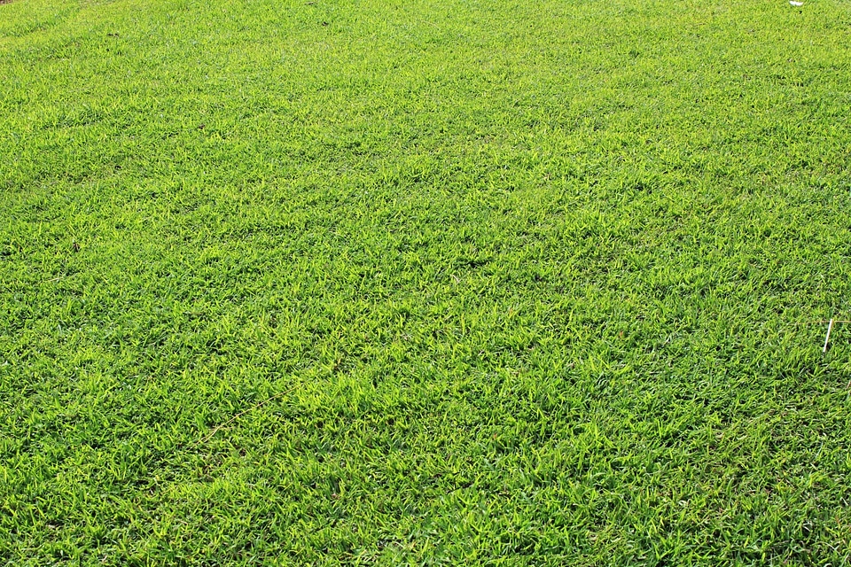 Green grass green leaves