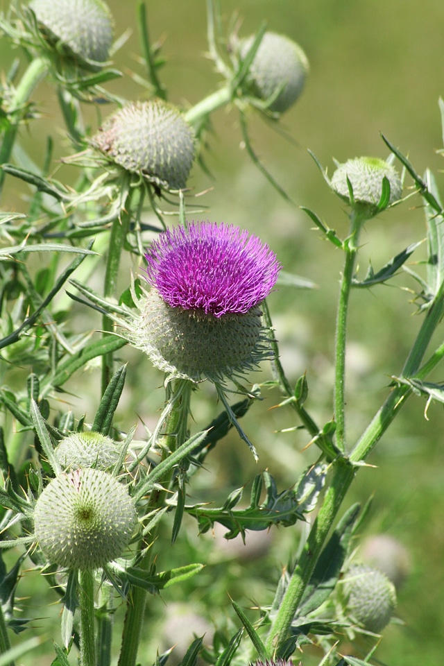 France plant green