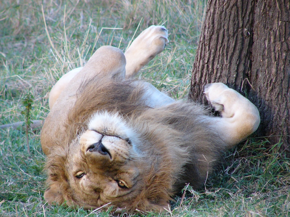 Wildlife safari male