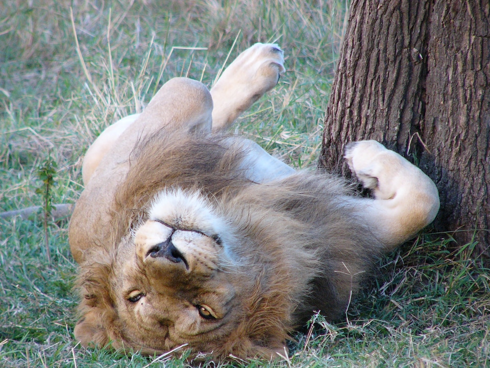 Wildlife safari male photo