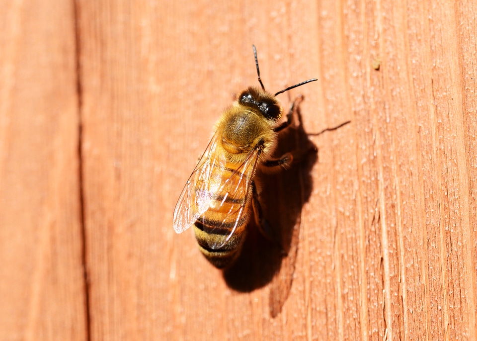Insect honey bee female