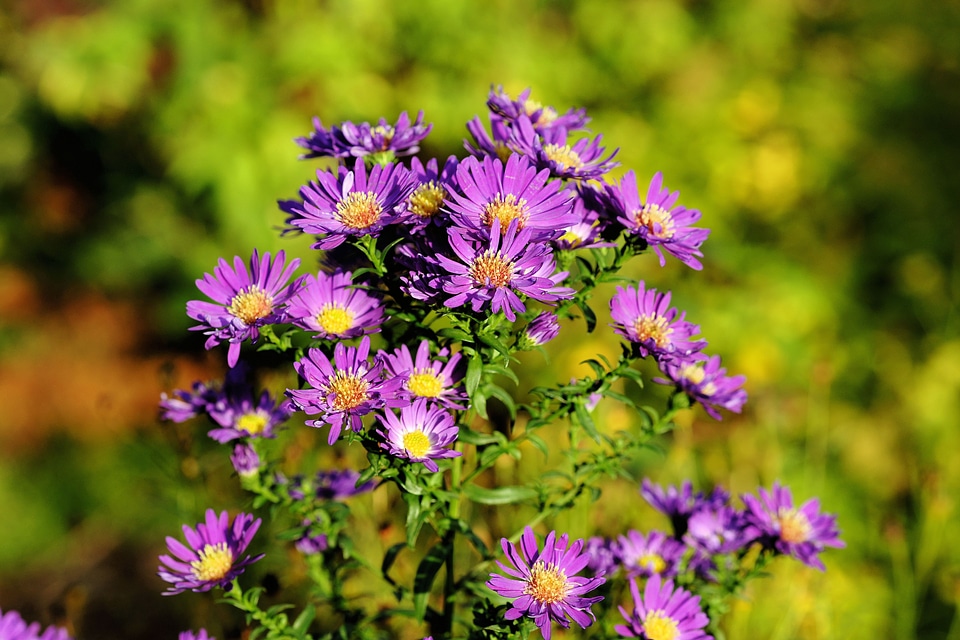 Flowers purple late summer