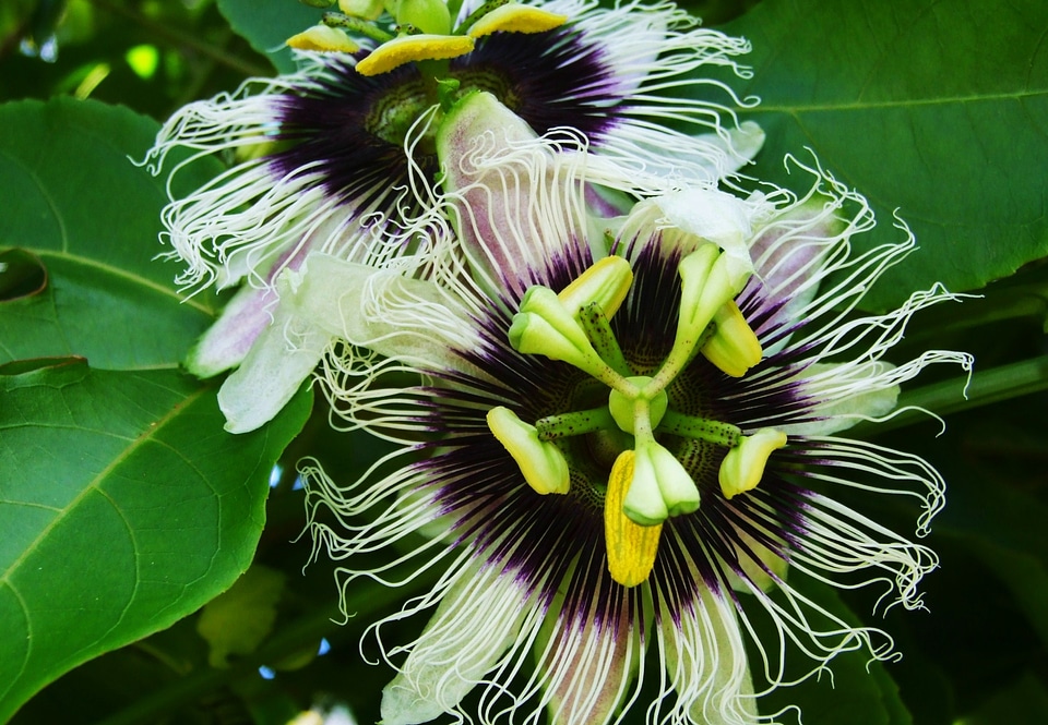 Fruit tropical blossom