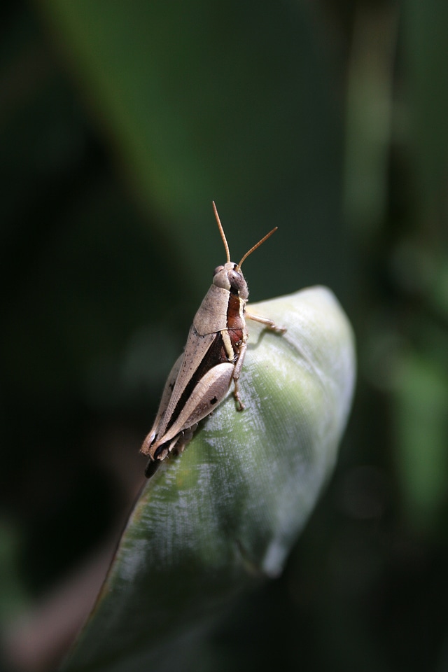 Antenna bug macro