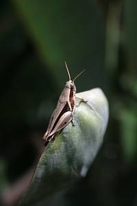 Antenna bug macro photo