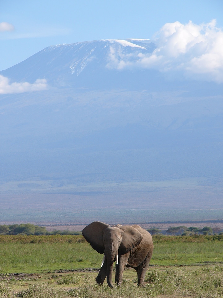 Mount kilamanjaro african animal