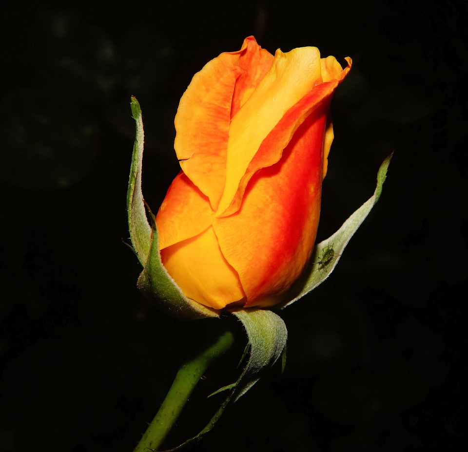 Red orange plant
