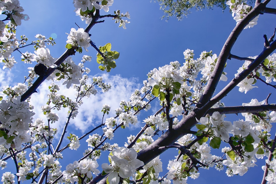 Flowers on appletree