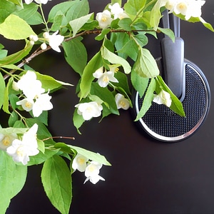 flowers &amp; headphones