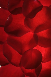 Red rose petals