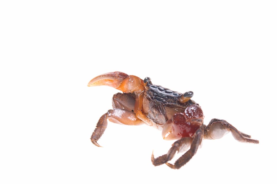 Crab