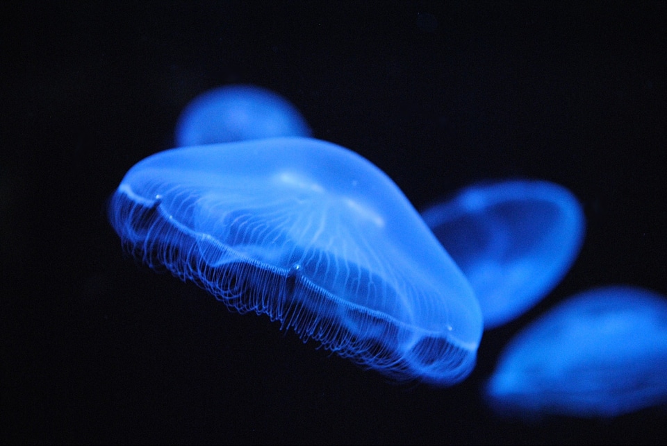 Animals jellyfish blue jellyfish photo