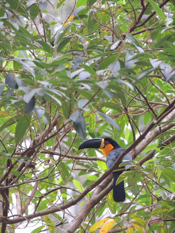 Trees tropical bird