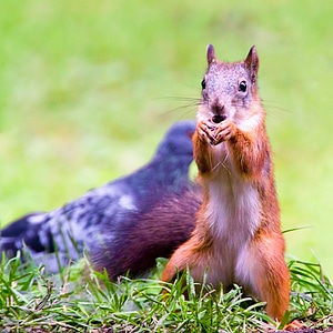 Squirrel photo