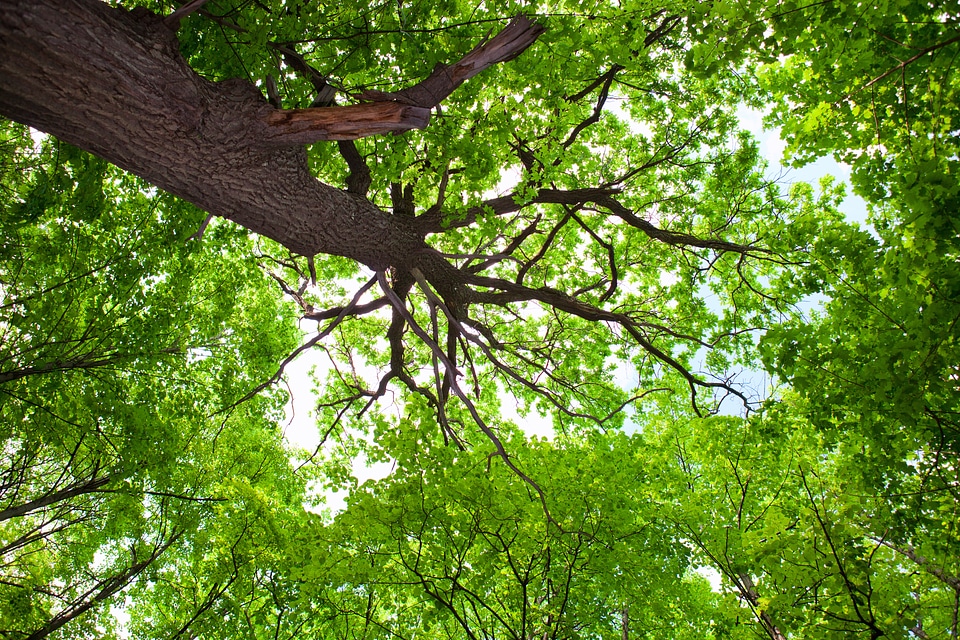 Forest tree photo