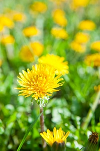 Dandelions photo