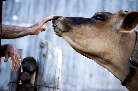 Cow Nose photo