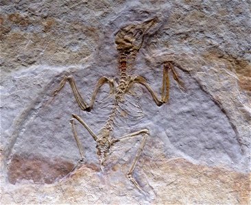 bird fossil photo