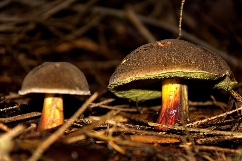 Two Edible Mushrooms Close Up photo