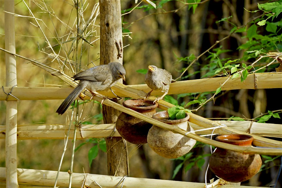 Bird Fauna Beak Flora photo