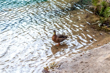 Bird Water Fauna Duck photo