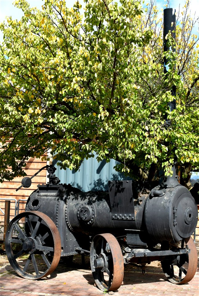 Motor Vehicle Vehicle Tree Plant