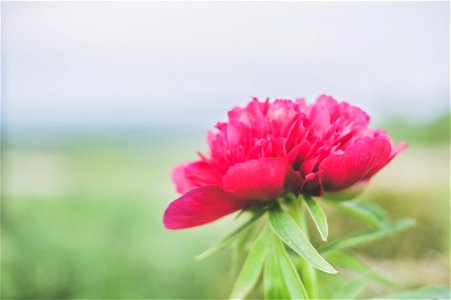 Shallow Focus Photo Of Pink Flower photo