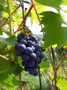 Grapes