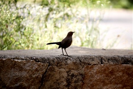 Black Bird On Stone Surface photo