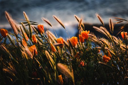 Selective Focus Photography Of Orange Flowers
