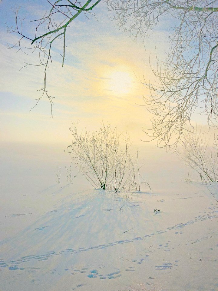 Sky Winter Tree Freezing photo