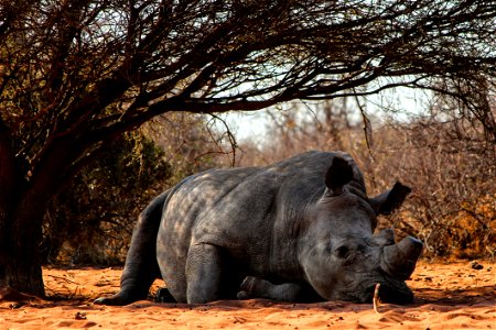 Rhino Lying On Ground Near Tree photo