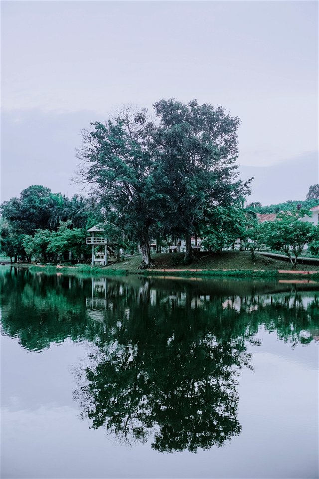 Green Trees Beside The River Under Cloudy Sky