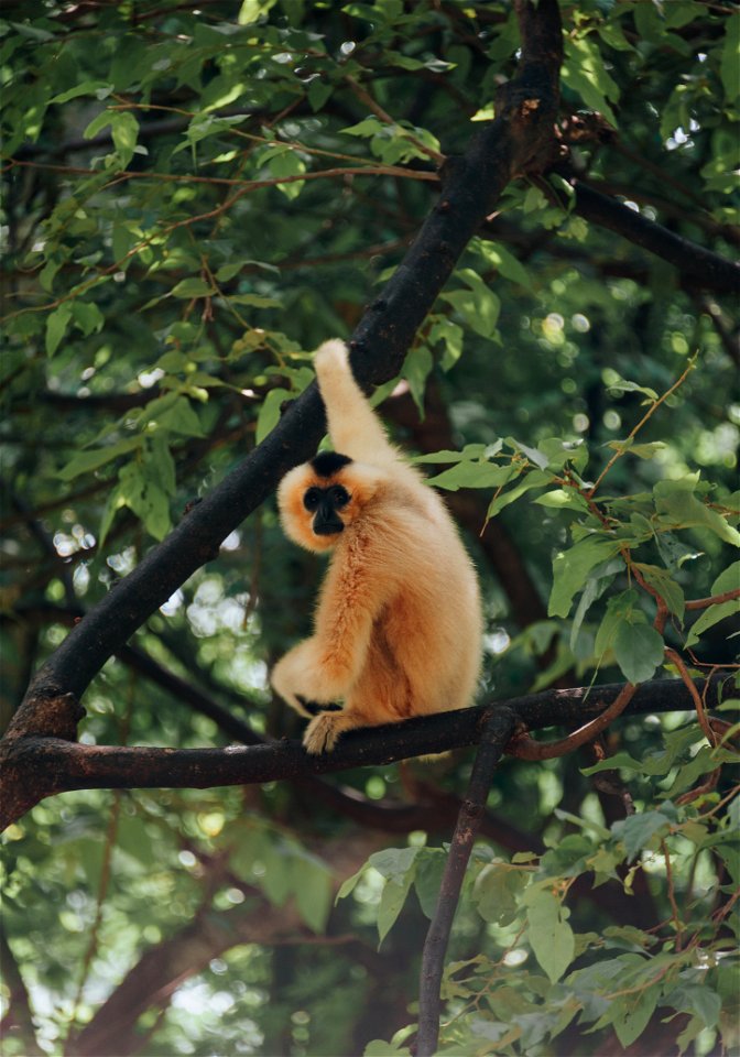 Brown Primate Sitting On Tree Branch