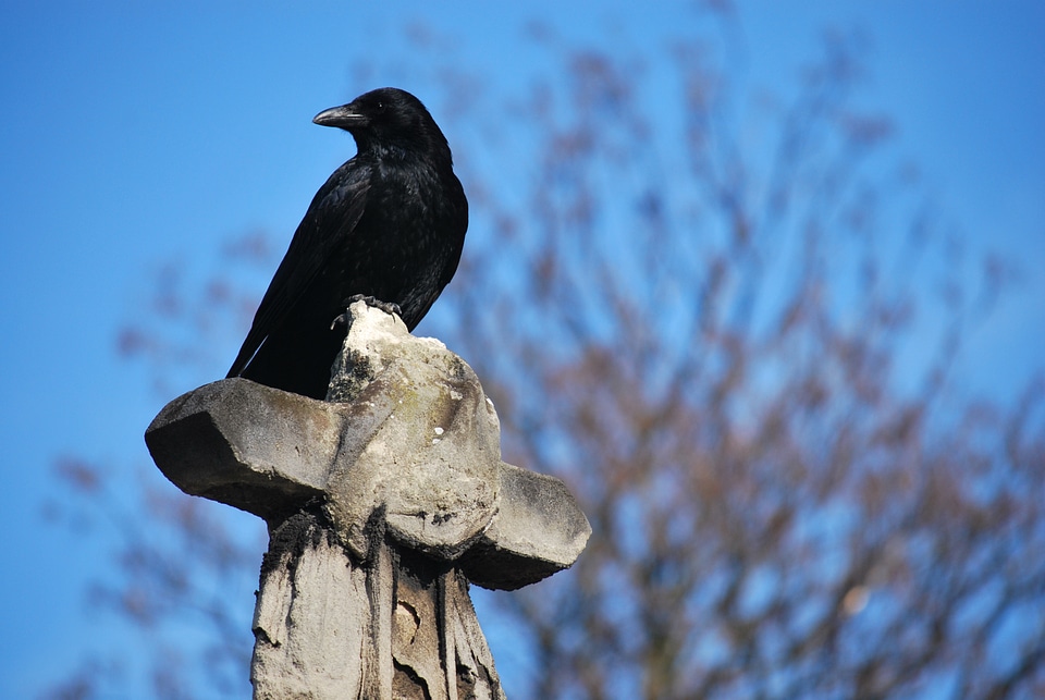 Blue sky birds black