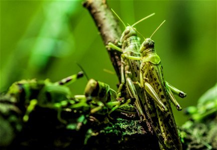 Insect Ecosystem Grasshopper Invertebrate photo