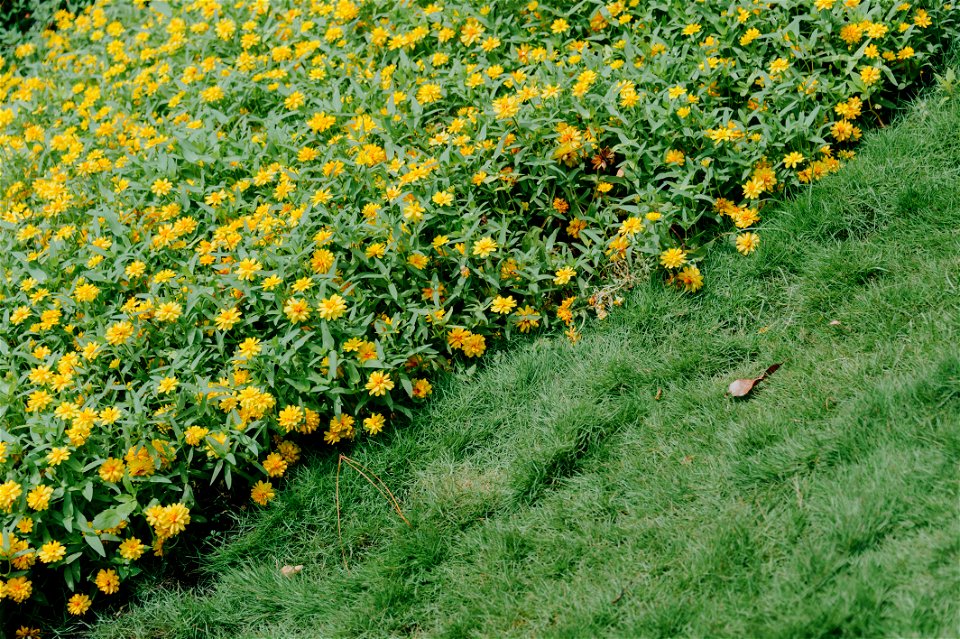 Photography Of Flowers