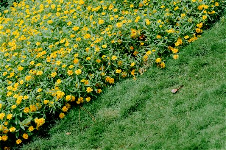 Photography Of Flowers
