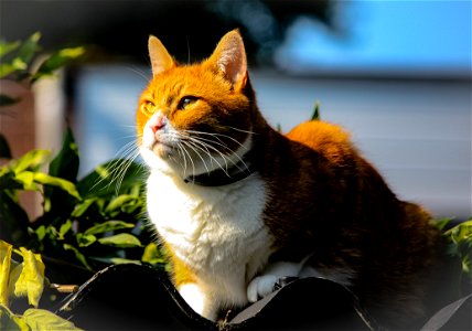 White And Brown Cat photo