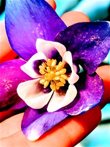 Close-up Photography Of Purple Petaled Flower photo