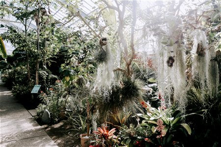 Plants Inside Greenhouse photo