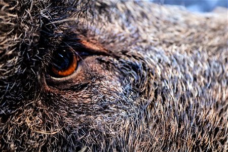 Close-up Photography Of Animals Eye